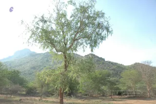 1978 - Tiruvannamalai - InnerGirivala