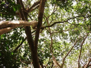 2004 - First Sannyas Deeksha At AdiKailaasa