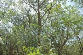 1978 - Tiruvannamalai - InnerGirivala