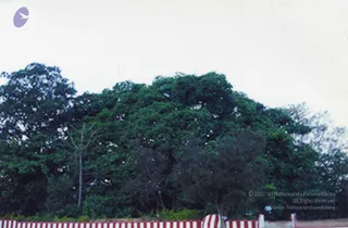 2006 - early years' Photographs of Adi KAILASA