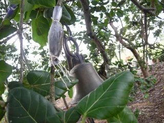 2008 - Glimpses Of Gurukul
