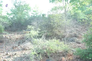 1978 - Tiruvannamalai - InnerGirivala