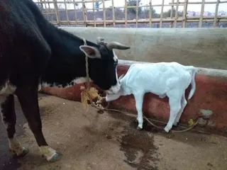 Jan 4 2022 sripuram