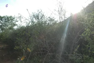 1978 - Tiruvannamalai - InnerGirivala