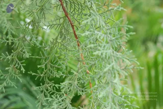 July 08 2010