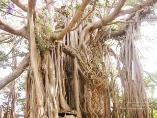 2004 - First Sannyas Deeksha At AdiKailaasa