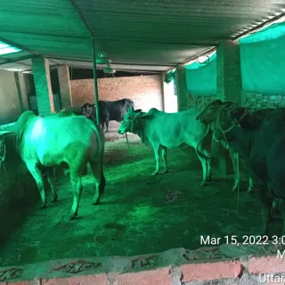 Photo 9916900