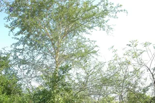 1978 - Tiruvannamalai - InnerGirivala