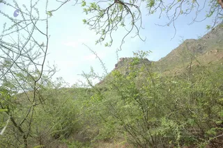1978 - Tiruvannamalai - InnerGirivala