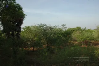 1978 - Tiruvannamalai - InnerGirivala