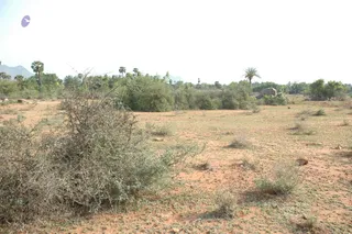1978 - Tiruvannamalai - InnerGirivala