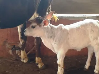 Jan 1 2022 sripuram