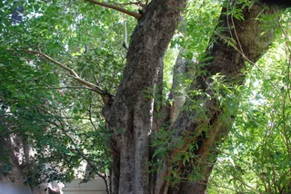 August 03 2008