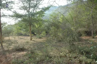 1978 - Tiruvannamalai - InnerGirivala
