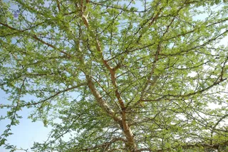 1978 - Tiruvannamalai - InnerGirivala