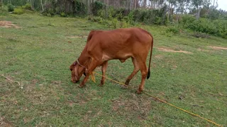 KAILASA HOSUR 25 AUGUST 2021