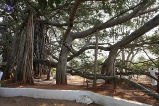 Banyan Tree