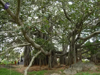 2008 - Glimpses Of Gurukul