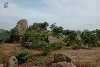 May 20 1989