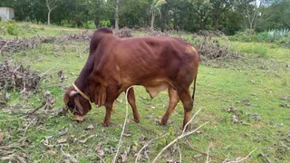 KAILASA HOSUR 25 AUGUST 2021
