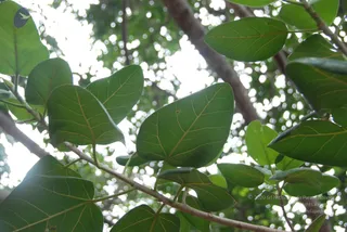July 08 2010
