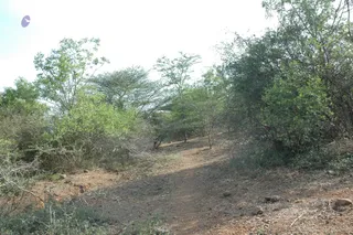 1978 - Tiruvannamalai - InnerGirivala
