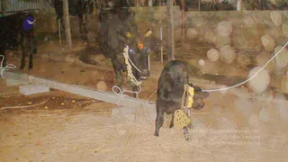 January 16 2008