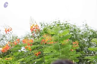 2011 glimpses kailashyatra 2509 CMP WM.jpg