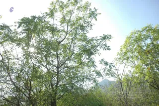 1978 - Tiruvannamalai - InnerGirivala