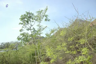 1978 - Tiruvannamalai - InnerGirivala