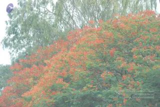August 06 2009
