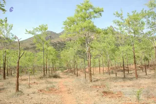 1978 - Tiruvannamalai - InnerGirivala