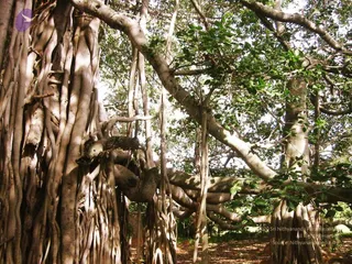 2004 - First Sannyas Deeksha At AdiKailaasa