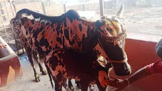 December 29 2021 sripuram