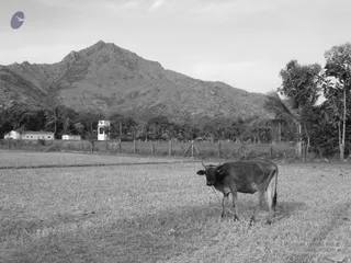 1978 - Tiruvannamalai