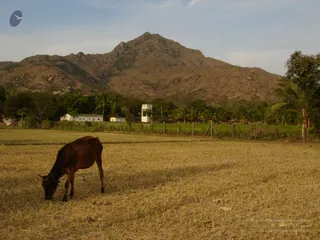 1978 - Tiruvannamalai