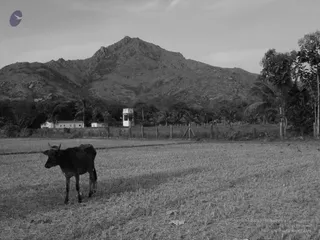 1978 - Tiruvannamalai