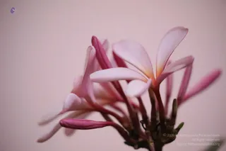 April 26 2018