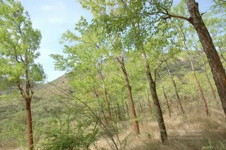 1978 - Tiruvannamalai - InnerGirivala