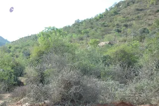 1978 - Tiruvannamalai - InnerGirivala