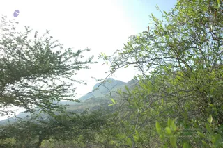 1978 - Tiruvannamalai - InnerGirivala