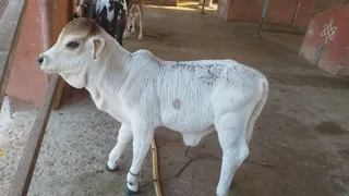 Jan 22 2023 sripuram