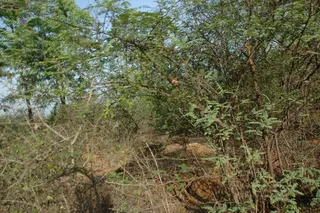 1978 - Tiruvannamalai - InnerGirivala