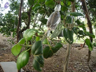 2008 - Glimpses Of Gurukul