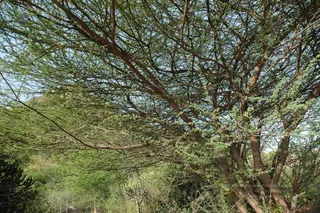 1978 - Tiruvannamalai - InnerGirivala
