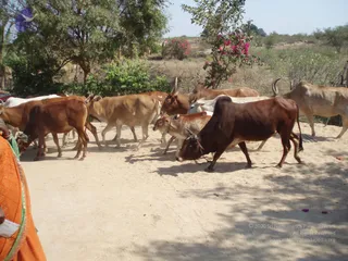 వైద్య శిబిరం 2006