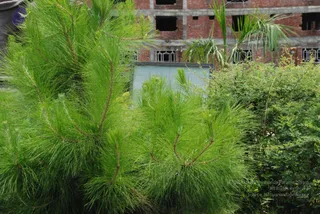 July 11 2008