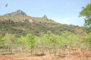 1978 - Tiruvannamalai - InnerGirivala