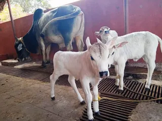 Jan 23 2022 sripuram