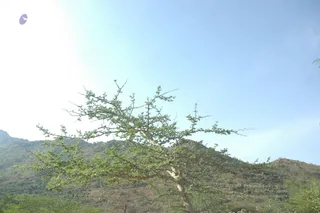 1978 - Tiruvannamalai - InnerGirivala